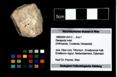 Foto (Objekt + Etikett) von Decapoda indet.  (NHMW-GEO-1990-0041-4412)